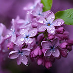 Load image into Gallery viewer, Portable Scent Diffuser (Spring Collection)
